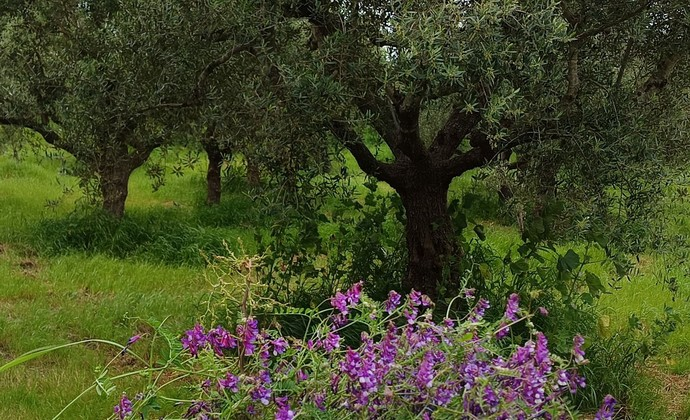Real olive tree in the HolyVoil grove with wildflowers in the foreground