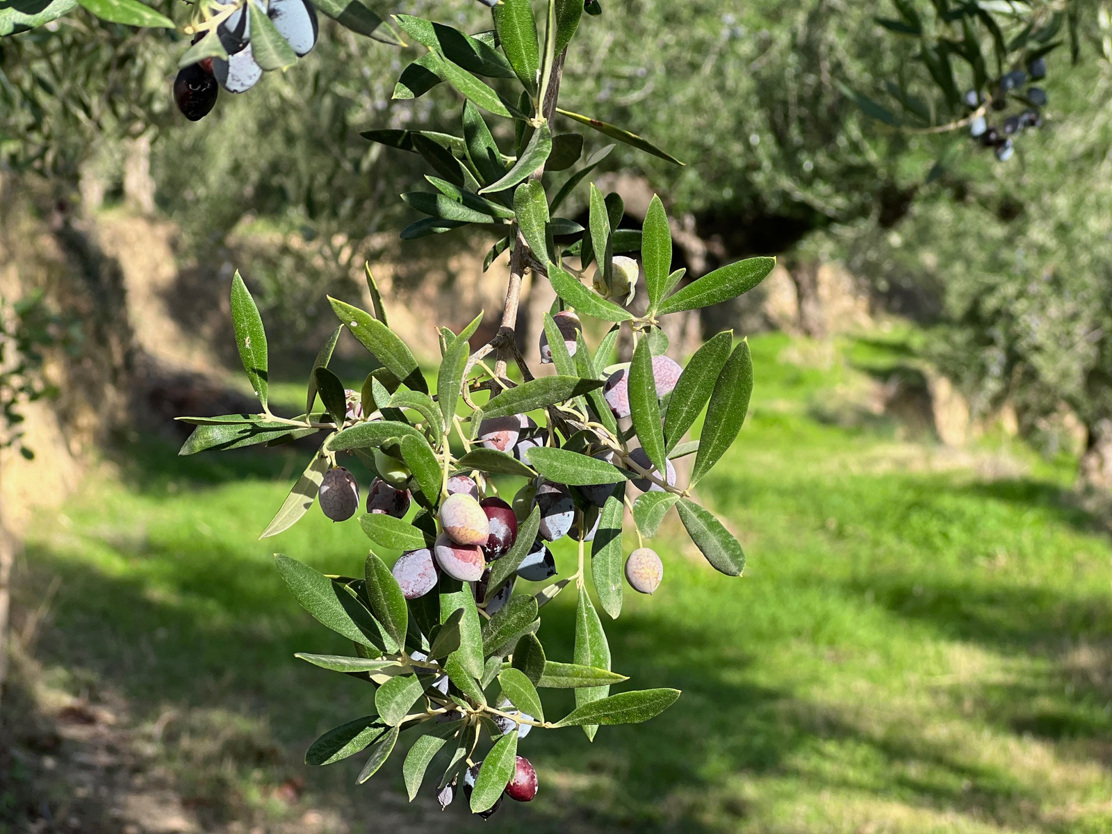 Olives on a branch in an olive grove